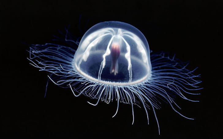 Дълбоководни медузи HD, сини медузи, животни, море, медузи, дълбоки, HD тапет