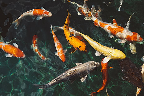 animals, fish, fishes, koi fishes, pond, school of fish, swimming, underwater, water, HD wallpaper HD wallpaper