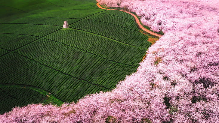 plantation, aerial view, windmill, field, blossom, cherry blossom, crop, landscape, trees, cherry trees, spring, HD wallpaper