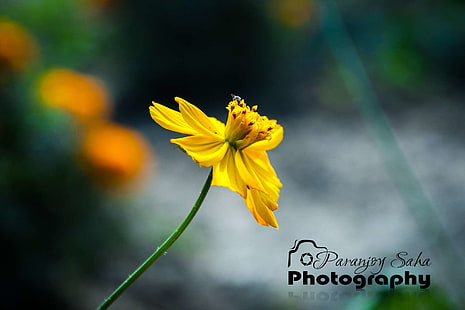 Butterblume Blume, Blume, HD-Hintergrundbild HD wallpaper