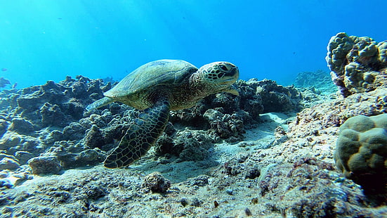 Grün, Schildkröte, Meer, Ozean, Wasser, Sonnenstrahl, Hawaii, Oahu, Unterwasser, HD-Hintergrundbild HD wallpaper