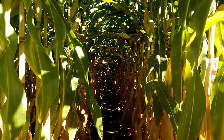cornfield, farm, tunnel, corn, maïs, HD wallpaper