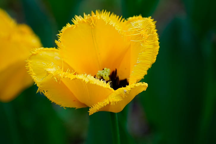 Włochaty tulipan, włochaty tulipan, tulipan, żółty, Tapety HD