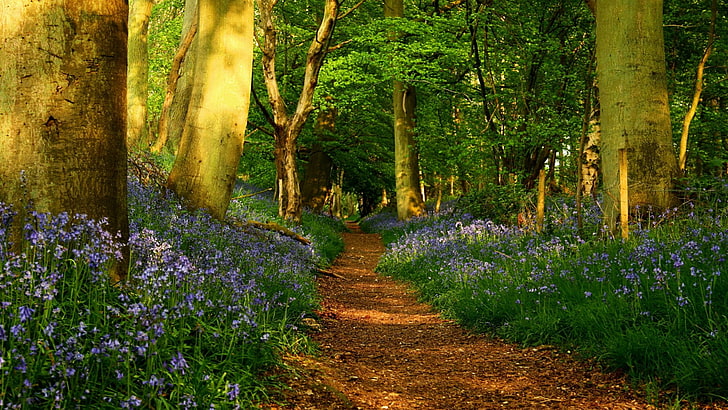 woodland, nature, vegetation, forest, flora, wildflower, spring, flower, tree, sunlight, path, HD wallpaper
