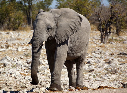 сив слон през деня, Намибия, Намибия, НАМИБИЯ, сив, слон, през деня, Африка, Югозапад, Африка, Африка, Sony, DSLR, Тамрон, Сигма алфа, Хериберт, снимки, снимки, flickr, фотография, Reise, Safari, Toyota Hi -Лукс, на открито, Aoba, Etosha, Lodge, резерват за диви животни, Schutzgebiet, парк, дива природа, природа, животно, бозайник, животни в дивата природа, сафари Животни, големи, застрашени видове, пустиня, национален парк, на открито, резерват за диви животни, HD тапет HD wallpaper