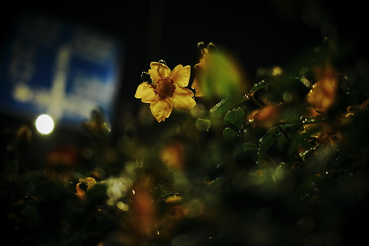 фотография, природа, макро, светлини, цветя, листа, растения, боке, жълти цветя, капки вода, HD тапет
