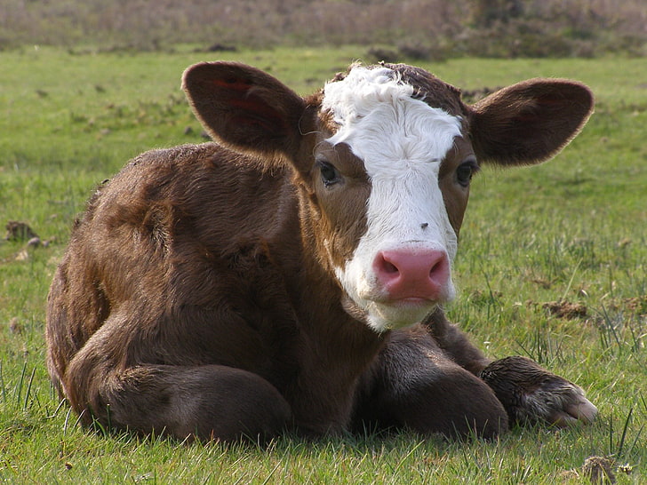 vache brune et blanche, vache, taureau, tête, oreilles, Fond d'écran HD
