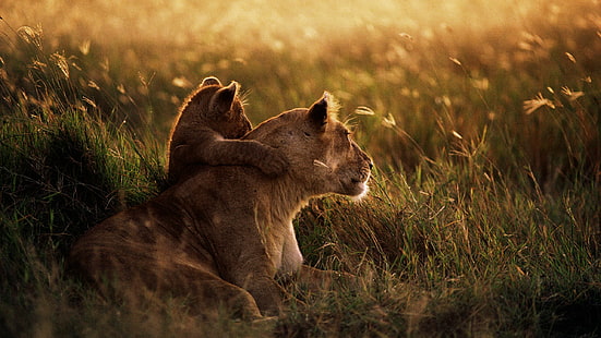 lioness and cub  hd, HD wallpaper HD wallpaper