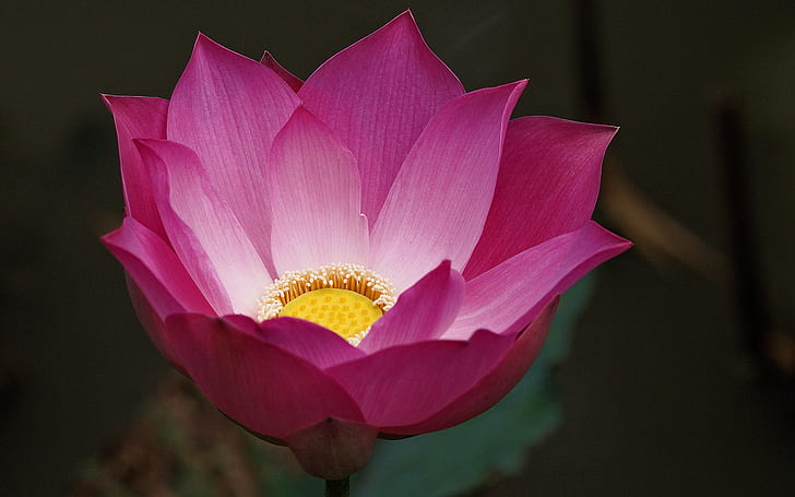 Macro de flor de loto rosa, desenfoque de fondo, rosa, loto, flor, macro, desenfoque, fondo, Fondo de pantalla HD