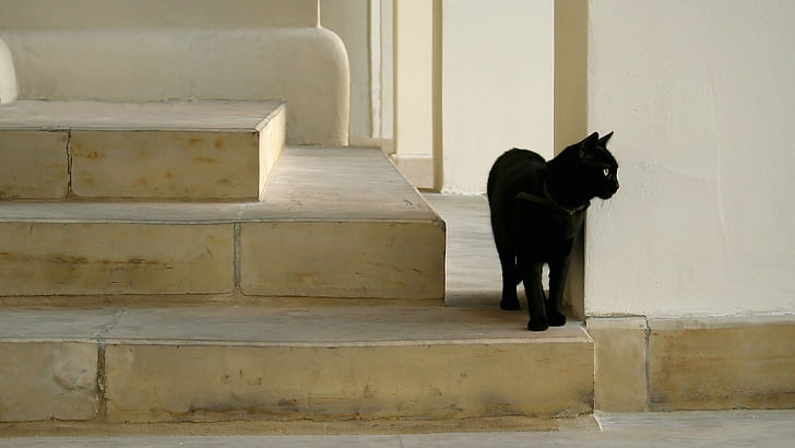 kucing hitam, binatang, tangga, kucing, tangga, Wallpaper HD