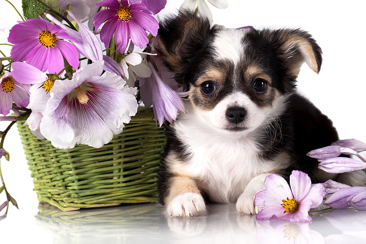short-coated black tricolor puppy, flowers, basket, dog, puppy, Chihuahua, kosmeya, mallow, HD wallpaper