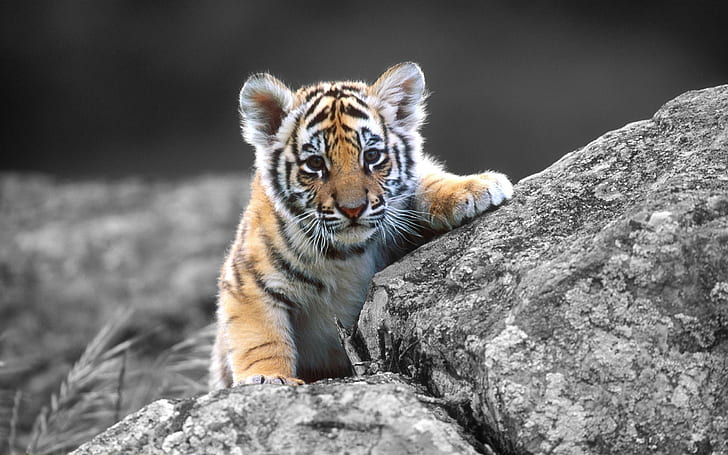 harimau, binatang, binatang bayi, Wallpaper HD
