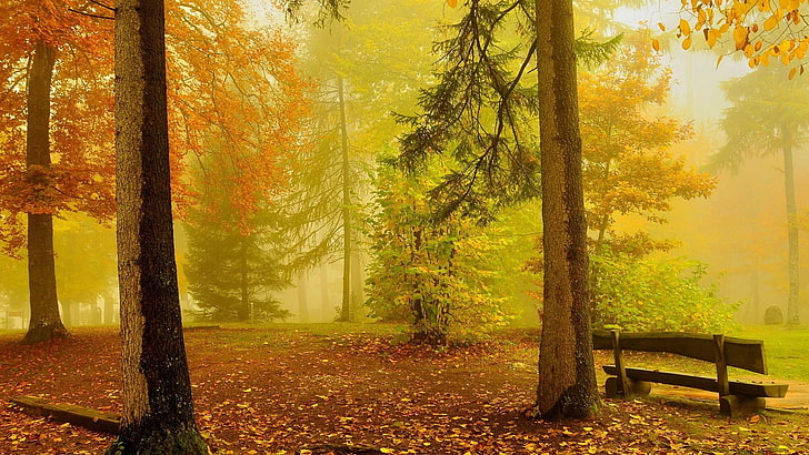 forêt, banc, brouillard, automne, bois, parc, bosquet, Fond d'écran HD