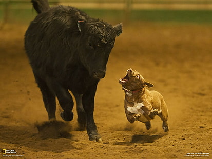 Cow Dog Rodeo Stop Action Run HD ، تان والأبيض الأمريكي حفرة الثور الكلب ، الحيوانات ، الكلب ، العمل ، توقف ، ركض ، بقرة ، مسابقات رعاة البقر، خلفية HD HD wallpaper