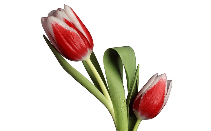 Modelo de tulipán, tulipanes rojos y blancos, modelo, tulipán, Fondo de pantalla HD