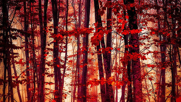 Foresta, alberi, foglie rosse, autunno, foresta, alberi, rosso, foglie, autunno, Sfondo HD