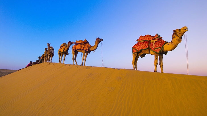 camelo marrom, caravana, camelos, deserto, caminhada, HD papel de parede