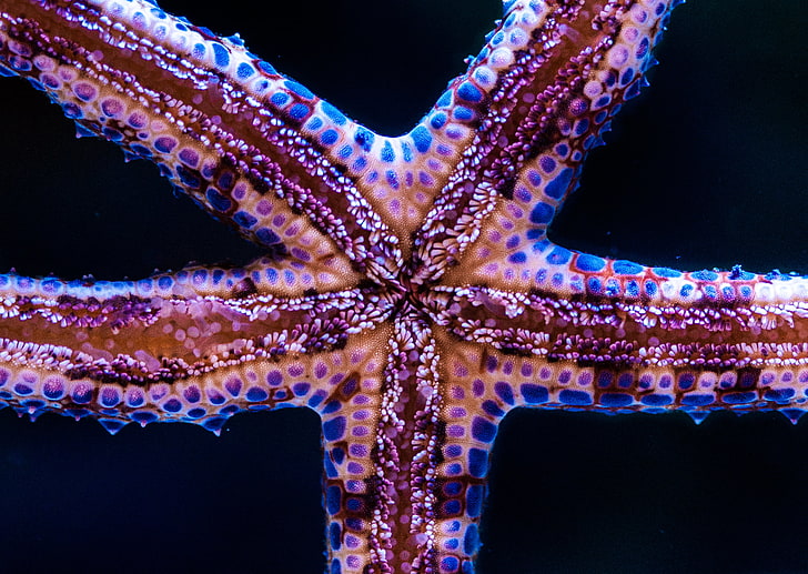 brun och blå sjöstjärna, sjöstjärna, tentakler, undervattensvärld, HD tapet