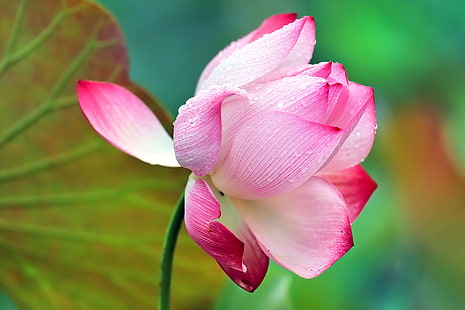 white and pink petaled flower, 魅足, Charming, white, pink, FLOWER, LOTUS, NATURE, 蓮花, 植物, 自然, pink Color, petal, plant, lotus Water Lily, flower Head, water Lily, leaf, botany, beauty In Nature, close-up, HD wallpaper HD wallpaper