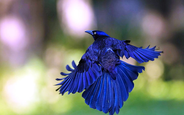 Magnifique oiseau bleu, Fond d'écran HD