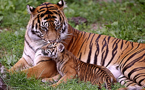 tiger and cub, baby, tigers, mom, tigress, tiger, HD wallpaper HD wallpaper