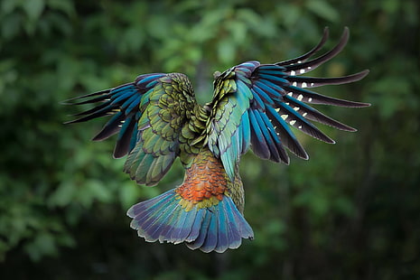 parrot, colorful, animals, New Zealand, kea, birds, feathers, HD wallpaper HD wallpaper