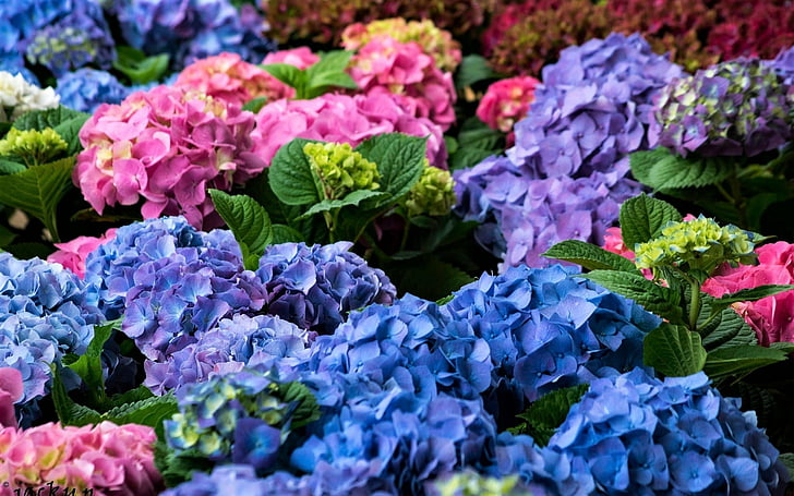 Flowers, Hydrangea, Blue Flower, Earth, Flower, Pink Flower, Purple Flower, HD wallpaper