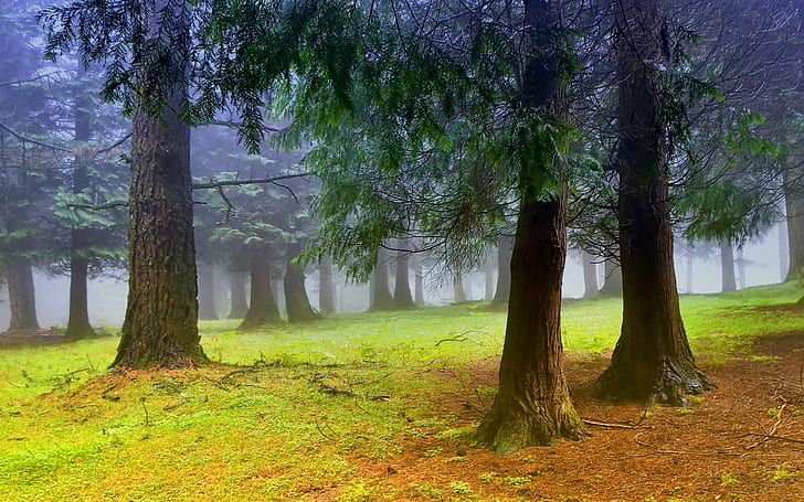 Природа пейзаж, лес, деревья, утро, туман, туман, Природа, Декорации, Лес, Деревья, Утро, Туман, Туман, HD обои