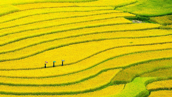 terraza de arroz, Fondo de pantalla HD HD wallpaper