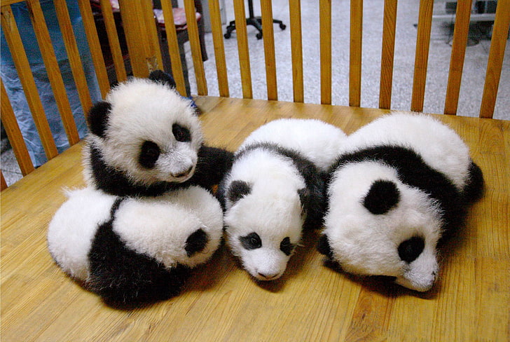 29, baby, Baer, bears, cute, Panda, Pandas, HD wallpaper