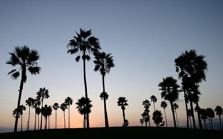 Sunset Palm Trees Silhouette HD, silhouette d'arbres, nature, arbres, coucher de soleil, silhouette, palmier, Fond d'écran HD