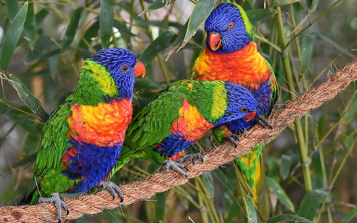 Fåglar, Rainbow Lorikeet, djur, fågel, färgglada, färger, papegoja, HD tapet