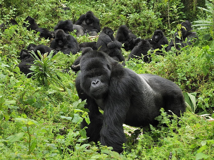 svart gorilla, gorilla, gräs, träd, promenad, HD tapet