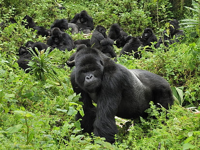 svart gorilla, gorilla, gräs, träd, promenad, HD tapet HD wallpaper