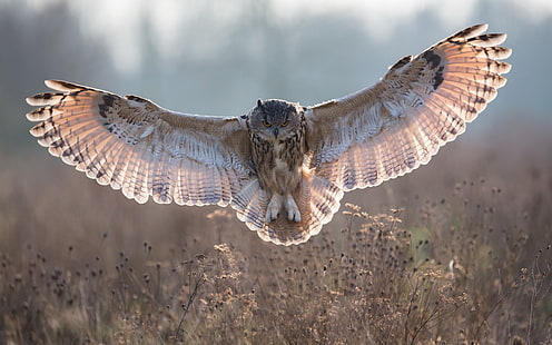 brown owl, owl, grass, flying, wings, flap, HD wallpaper HD wallpaper