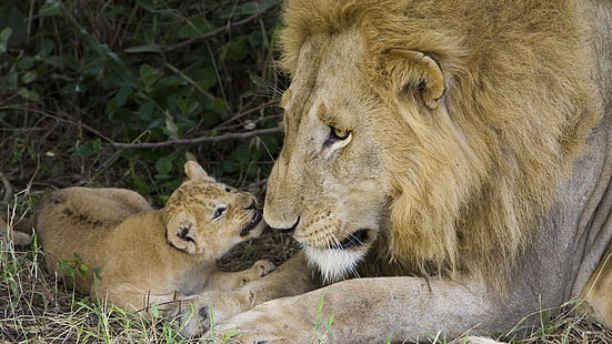 leão e filhote, leão, filhote, carinho, carinho, família, HD papel de parede HD wallpaper