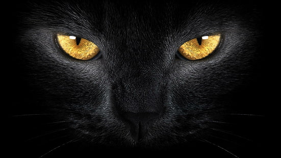 あなたを見て、見て、黒、黒猫、子猫、金、目、動物、 HDデスクトップの壁紙 HD wallpaper