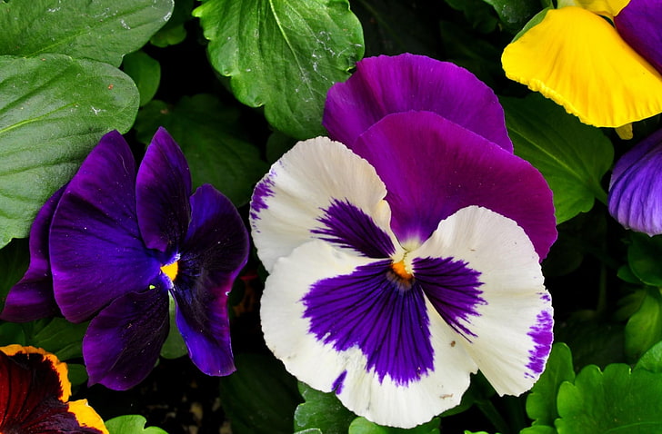 ดอกไม้กะเทยสีม่วงและสีขาว, pansies, ดอกไม้, สดใส, แปลงดอกไม้, สีเขียว, ระยะใกล้, วอลล์เปเปอร์ HD