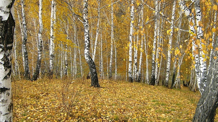 yellow leafed tree, birches, wood, edge, autumn, gold, leaf fall, HD wallpaper