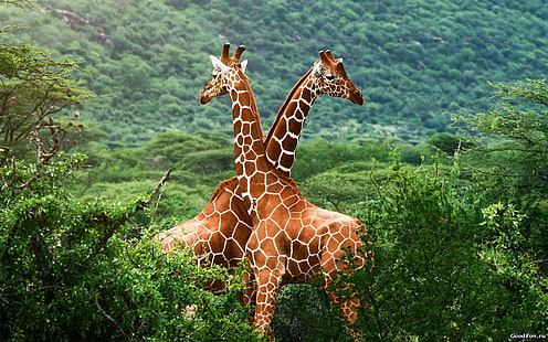 Жираф HD, животни, жираф, HD тапет HD wallpaper