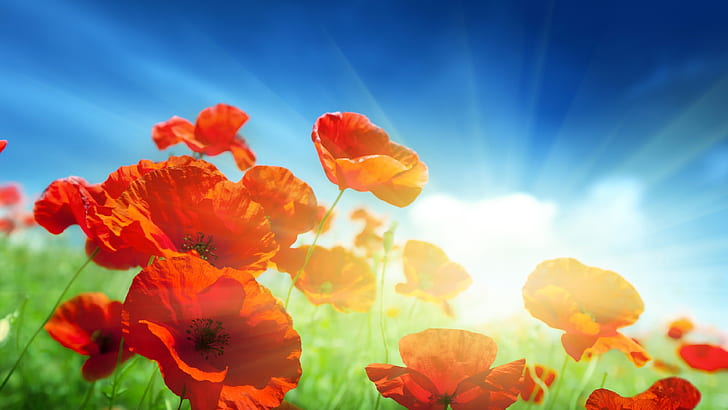 Red poppies flowers, sunlight, blue sky, Red, Poppies, Flowers, Sunlight, Blue, Sky, HD wallpaper