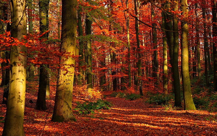 Il legno di autunno lascia la carta da parati di paesaggio HD degli alberi-2016, alberi frondosi rossi, Sfondo HD