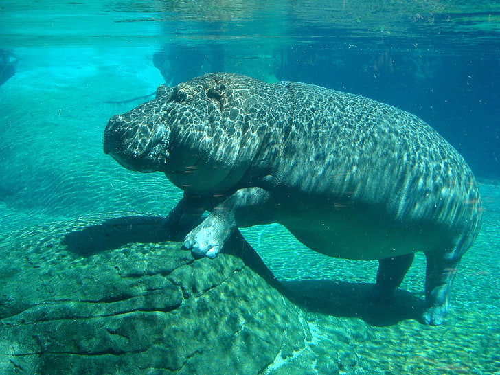 Underwater Hippo, brown sea elephant, Animals, Hippopotamus, animal, water, hippos, HD wallpaper