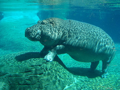 Underwater Hippo, brown sea elephant, Animals, Hippopotamus, animal, water, hippos, HD wallpaper HD wallpaper