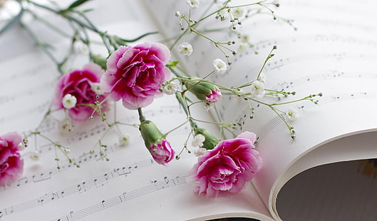ピンクのバラ、カーネーション、カスミソウ、楽譜、音楽、 HDデスクトップの壁紙 HD wallpaper