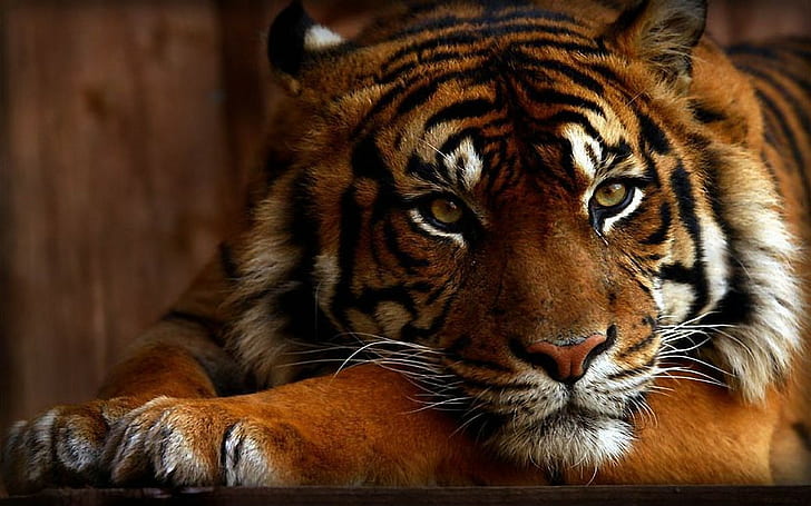 tygrys, zwierzęta, pomarańcza, zbliżenie, duże koty, relaks, Tapety HD