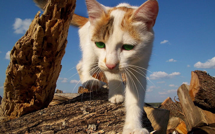 Katze, entdeckt, kletternd, HD-Hintergrundbild