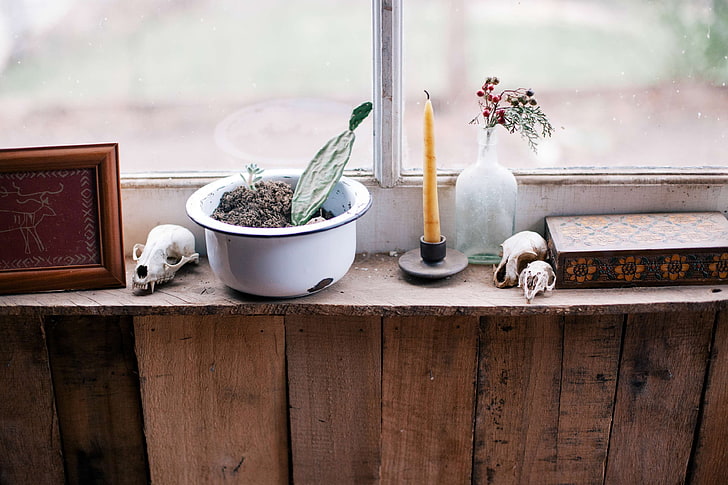 box, cactus, candle, frame, skulls, vase, window, windowsill, wood, HD wallpaper