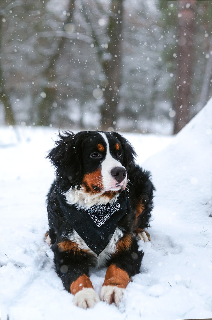 anjing gunung Bernese dewasa, anjing gunung bernese, anjing, salju, salju turun, Wallpaper HD, wallpaper seluler