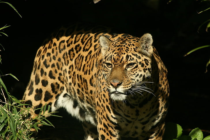 brown, white, and black leopard, jaguar, grass, background, dark, predator, look, watch, HD wallpaper